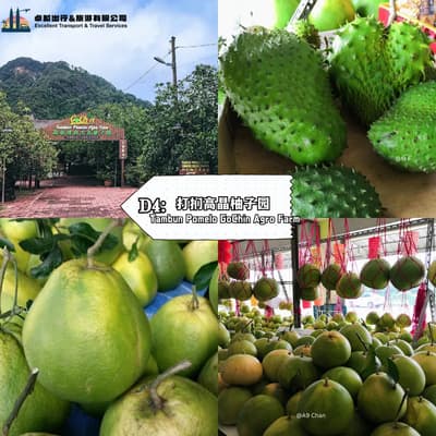 Tambun Pomelo GoChin Agro Farm - Perak.